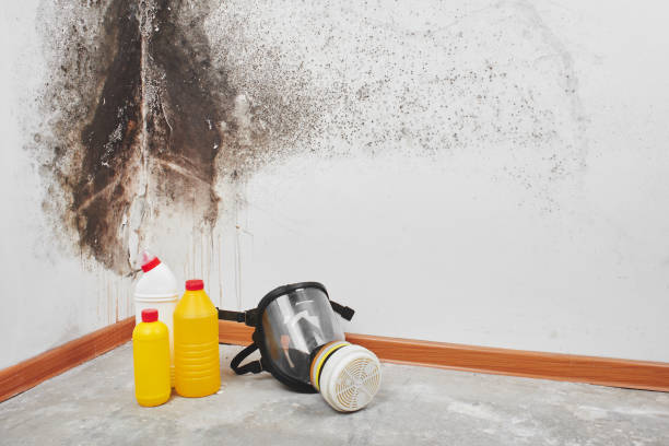 Best Kitchen Mold Remediation in Vidalia, GA