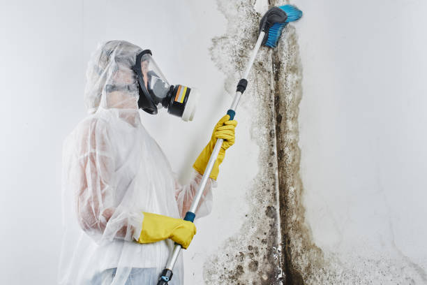 Best Post-Remediation Services in Vidalia, GA