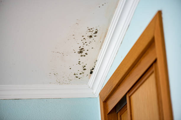 Best Crawl Space Mold Remediation in Vidalia, GA