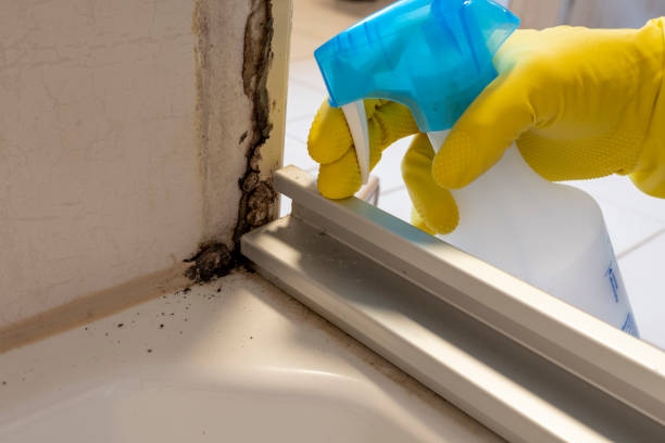 Best Emergency Mold Remediation in Vidalia, GA