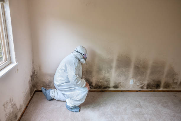 Best Localized Mold Remediation (e.g., coastal areas, humid climates) in Vidalia, GA