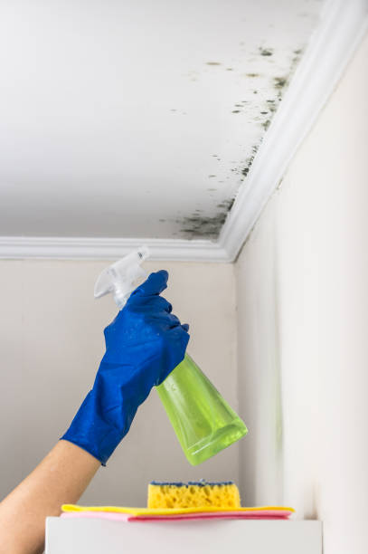 Best Commercial Mold Remediation in Vidalia, GA